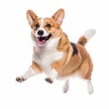 Cardigan Welsh Corgi dog jumping close up portrait isolated on white background. Cute pet, loyal friend, good companion Royalty Free Stock Photo