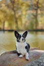 Cardigan welsh corgi dog is sitting on the boat by the lake at autumn nature view. Happy breed dog outdoors