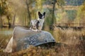 Cardigan welsh corgi dog is sitting on the boat by the lake at autumn nature view. Happy breed dog outdoors