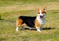 Cardigan Welsh Corgi looks aside. Royalty Free Stock Photo