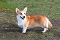 Cardigan Welsh corgi looks.