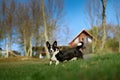 Cardigan welsh corgi is running in the countryside meadow beside the house. Happy breed dog outdoors