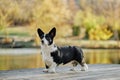 Cardigan welsh corgi is standing at the autumn nature view. Happy breed dog outdoors. Little black white shepherd dog