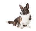 Cardigan Welsh Corgi Royalty Free Stock Photo