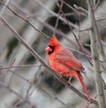 Cardinal