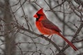 Vibrant Cardinal Perched on Branch: A Snapshot of Nature\'s Beauty