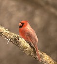 Cardinal