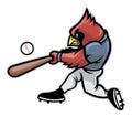 Cardinal baseball