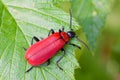 Cardinal Beetle Royalty Free Stock Photo