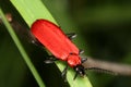 Cardinal Beetle Royalty Free Stock Photo