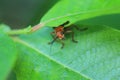 Cardinal beetle Royalty Free Stock Photo