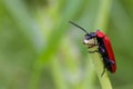 Cardinal Beetle Macro Royalty Free Stock Photo