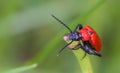 Cardinal Beetle Macro Royalty Free Stock Photo