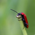 Cardinal Beetle Macro Royalty Free Stock Photo