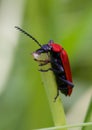 Cardinal Beetle Macro Royalty Free Stock Photo