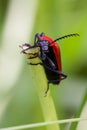 Cardinal Beetle Macro Royalty Free Stock Photo