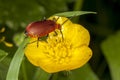 Cardinal beetle Royalty Free Stock Photo