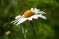 Cardinal beetle sitting on white daisy drinking nectar Royalty Free Stock Photo