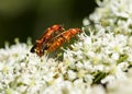 Cardinal Beetles Mateing Royalty Free Stock Photo
