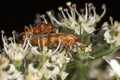 Cardinal beetles mating Royalty Free Stock Photo