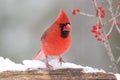 Cardinal with Berries Royalty Free Stock Photo