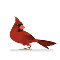 Cardinal bird. Animal with red feather and beak Royalty Free Stock Photo