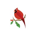 Cardinal bird on a branch , vector or color illustration