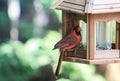 Cardinal- Bird Feeder Royalty Free Stock Photo