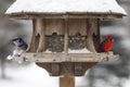 Cardinal at Bird Feeder Royalty Free Stock Photo