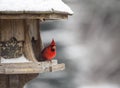 Cardinal at Bird Feeder Royalty Free Stock Photo