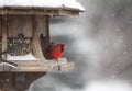 Cardinal at Bird Feeder Royalty Free Stock Photo