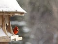 Cardinal at Bird Feeder Royalty Free Stock Photo