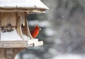 Cardinal at Bird Feeder Royalty Free Stock Photo