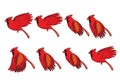 Cardinal Bird Flying Sequence