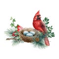 Cardinal bird on the nest in pine branches. Watercolor illustration. Northern red cardinal on the nest with eggs. Forest