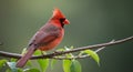Cardinal Bird Perched on Branch in Morning Light Royalty Free Stock Photo