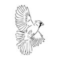 Cardinal Bird Sketch, Vector Illustration. Hand Drawn Red Cardinal Bird. Engraved Illustration. Cardinal Bird Sitting On