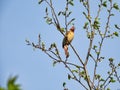 Cardinal Bird in a Tree: A female Northern Cardinal bird perched on a branch among the early buds