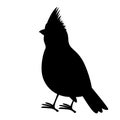 Cardinal bird vector illustration black silhouette profile Royalty Free Stock Photo