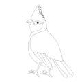 Cardinal bird vector illustration coloring book Royalty Free Stock Photo