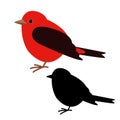 Cardinal bird , vector illustration , flat style, black silhouette Royalty Free Stock Photo