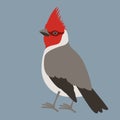 Cardinal bird vector illustration flat style profile Royalty Free Stock Photo