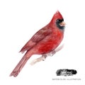 Cardinal bird watercolor illustration isolated on white background Royalty Free Stock Photo