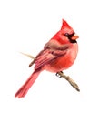 Cardinal Bird Watercolor Winter Illustration Hand Drawn Royalty Free Stock Photo