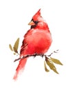 Cardinal Bird Watercolor Winter Illustration Hand Drawn Royalty Free Stock Photo