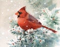 Cardinal Bird Watercolor Winter Illustration Hand Drawn
