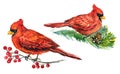 Cardinal birds on branches with frozen berries and pine with cones