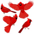 Four poses of Cardinal bird Royalty Free Stock Photo