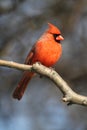 Cardinal On A Branch