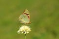 The cardinal butterfly , Argynnis pandora Royalty Free Stock Photo